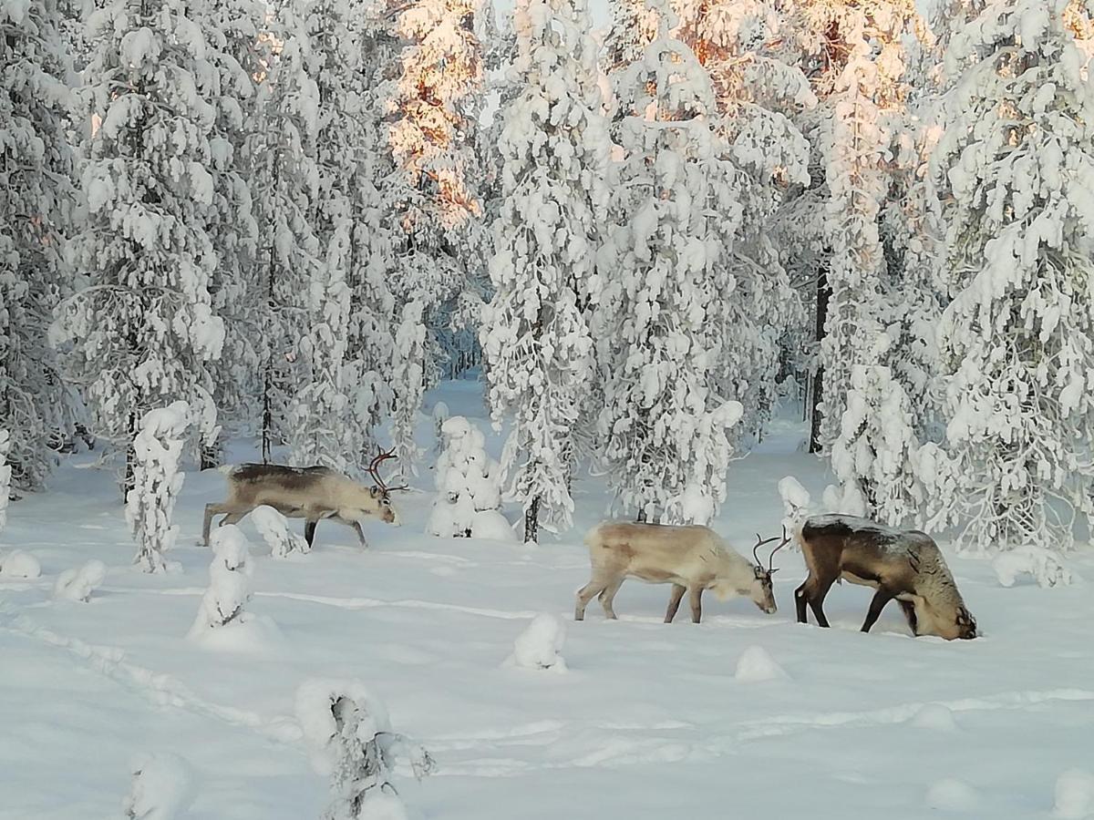 Rovakatu * Rovaniemi